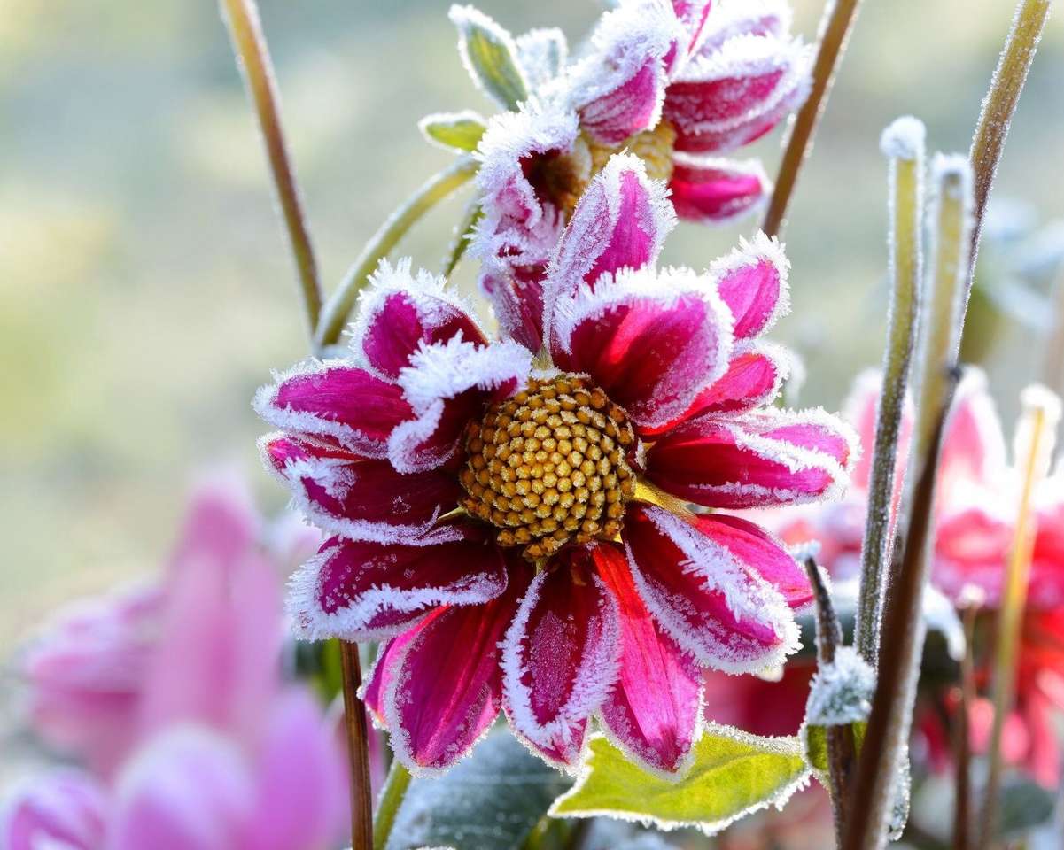 морозный цветок онлайн-пазл