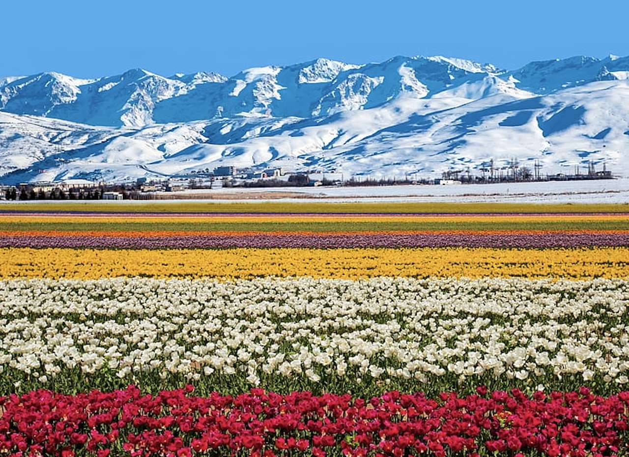 Un campo de flores cerca de las montañas nevadas. rompecabezas en línea