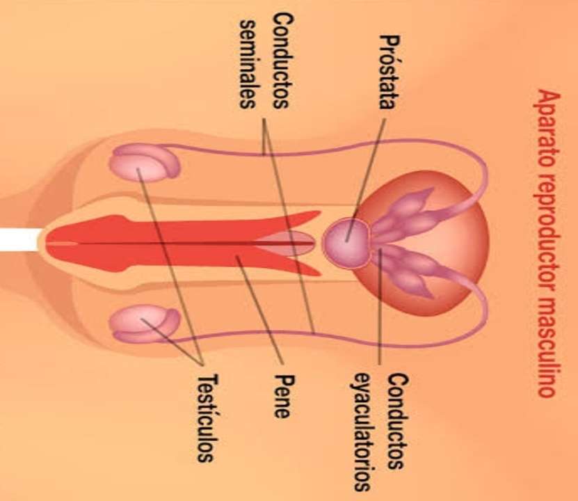 Manligt reproduktionssystem Pussel online