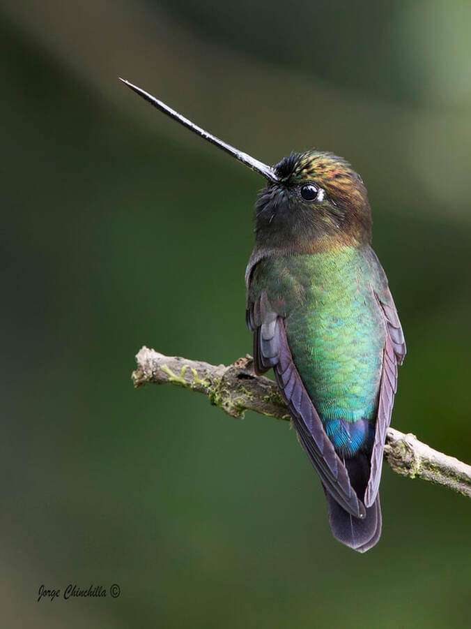 Kolibri Doryfera ludovicae kirakós online