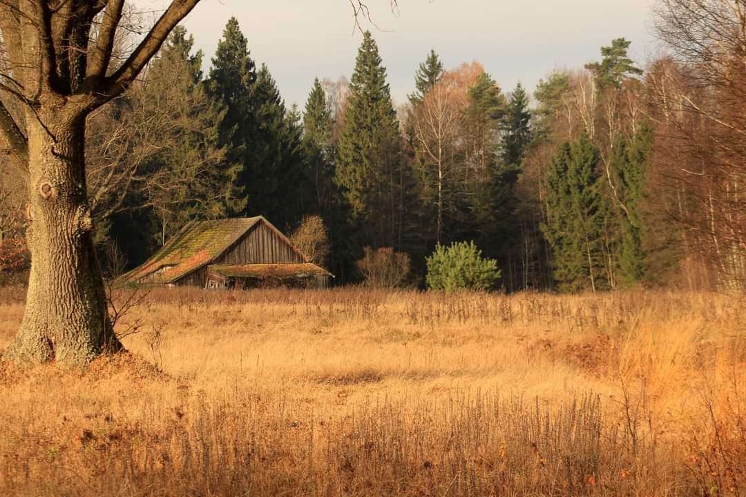 O cabină în pădure puzzle online
