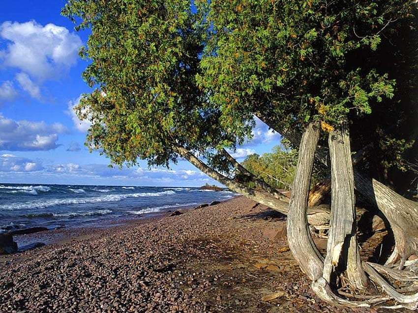 Beau vieil arbre au bord de l'océan puzzle en ligne