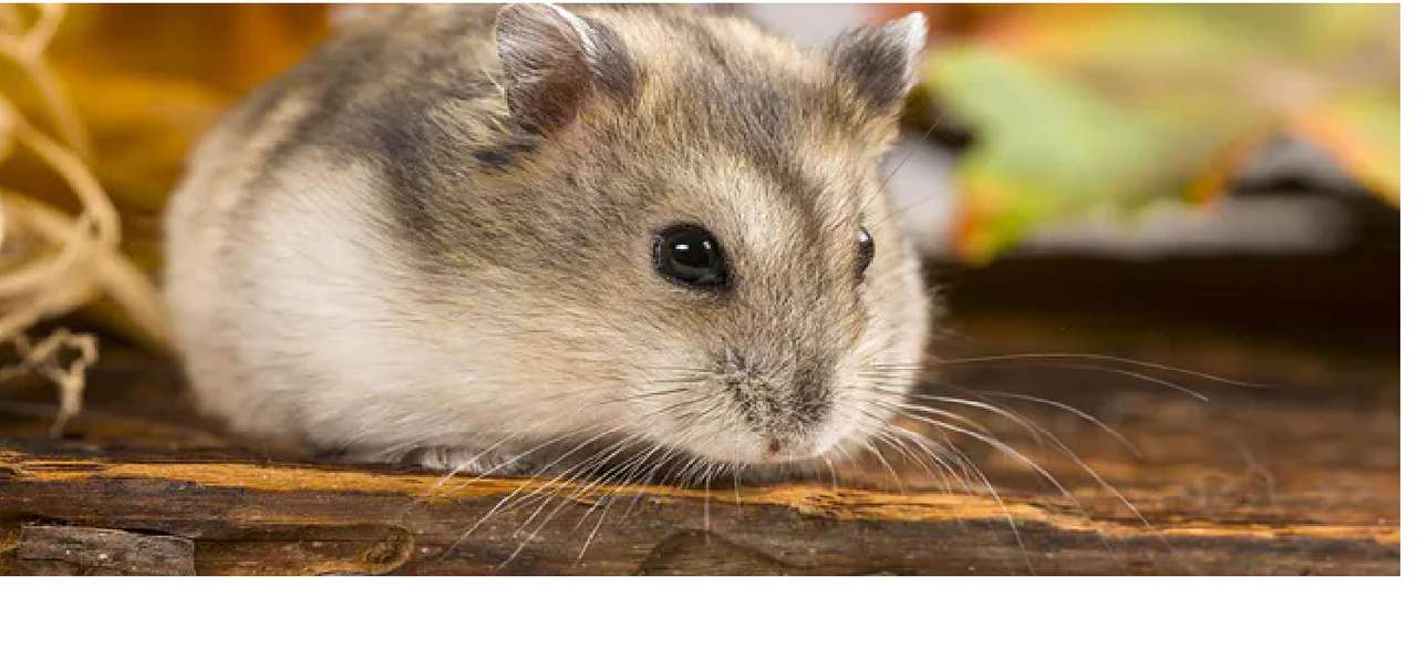 Hamster Hamster kleiner Hamster Puzzlespiel online