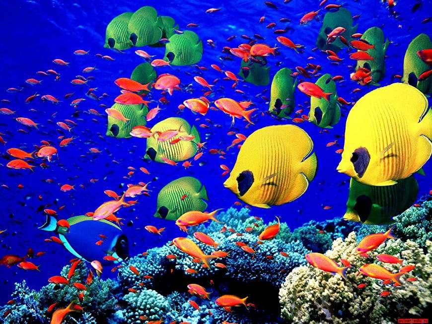 Undervattens djurvärld i havet Pussel online