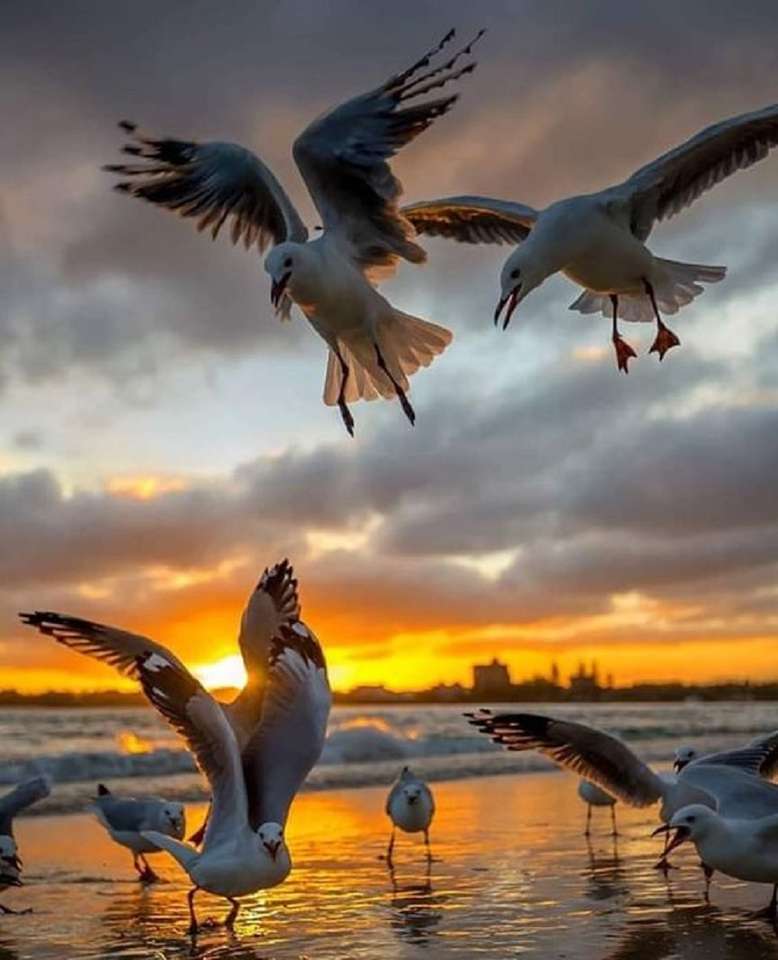 seagulls on the shore jigsaw puzzle online