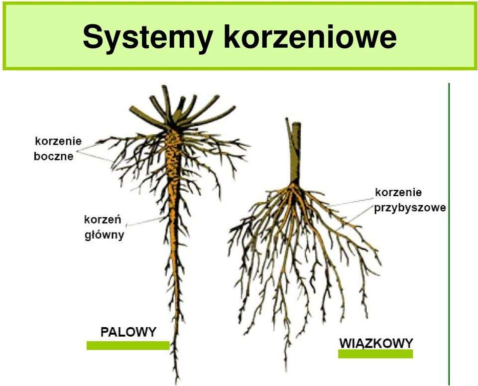 root systems jigsaw puzzle online