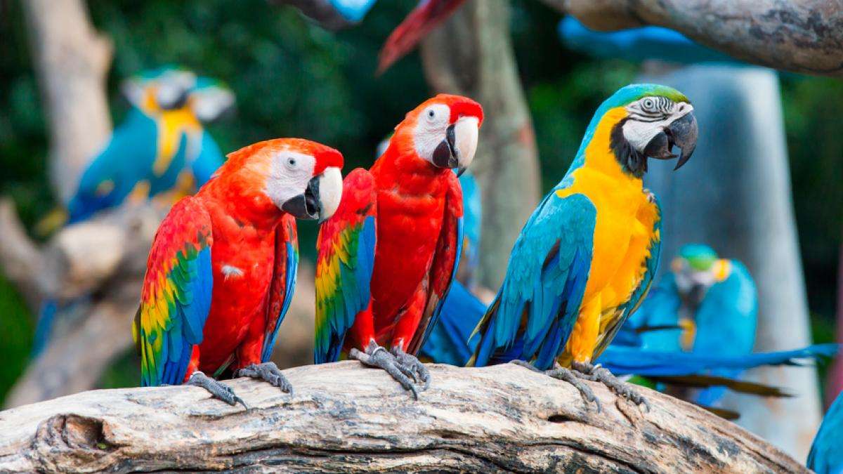macaw puzzle online