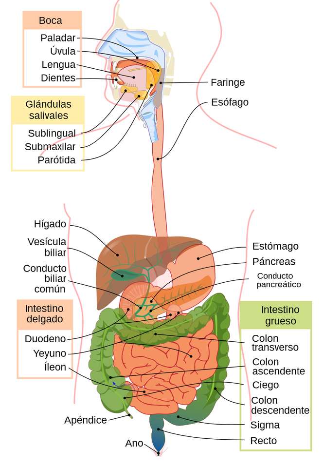 Digestivo rompecabezas en línea