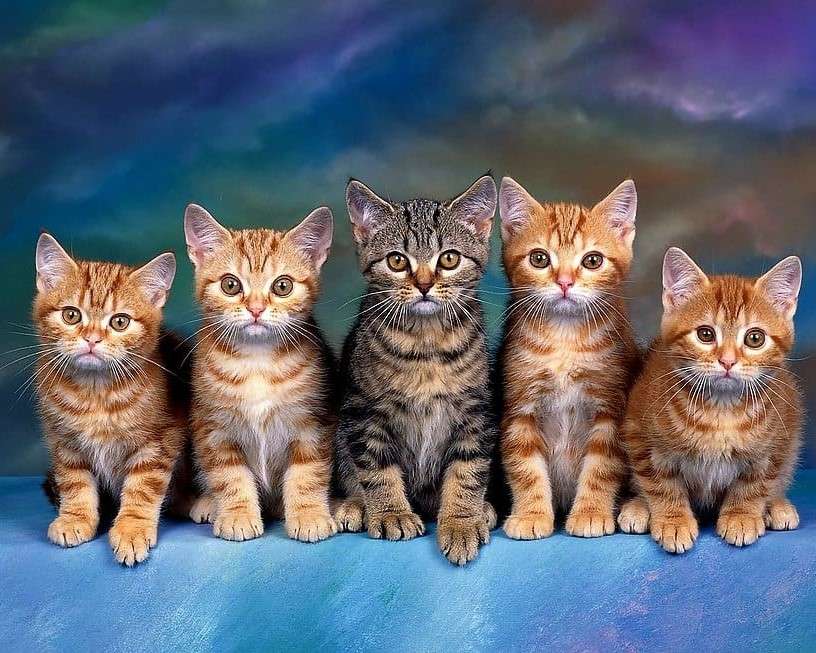 Kedves kis barna cicák online puzzle