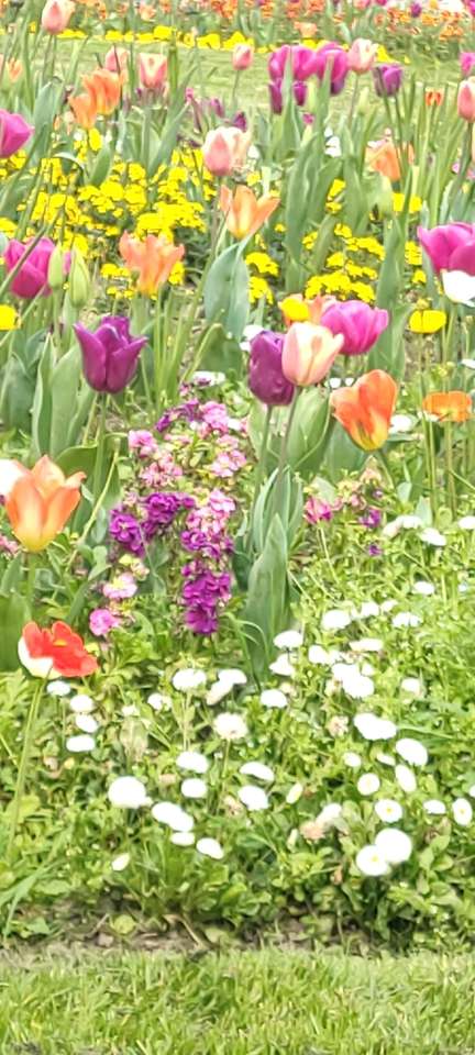 Tulipán virágok kirakós online