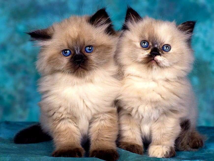 Двоє пухнастих кошенят онлайн пазл