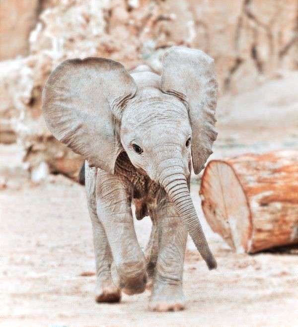 Baby-Elefanten Online-Puzzle