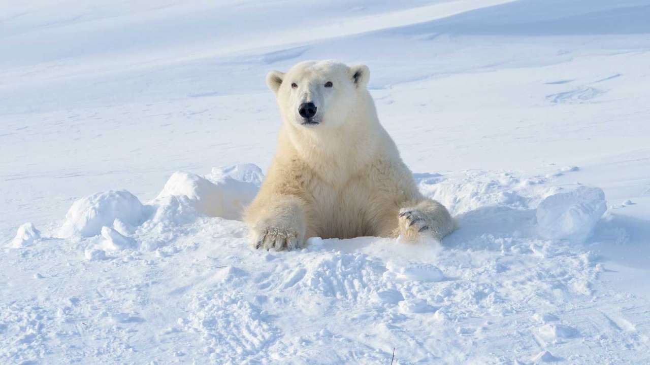 Πολική αρκούδα online παζλ