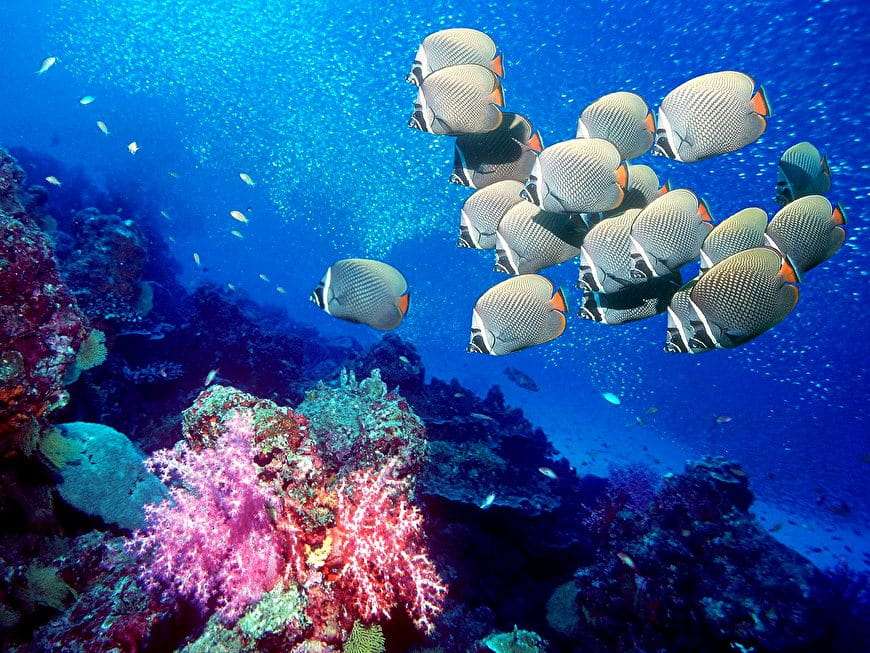 Het leven in de oceaan. koraalrif legpuzzel online