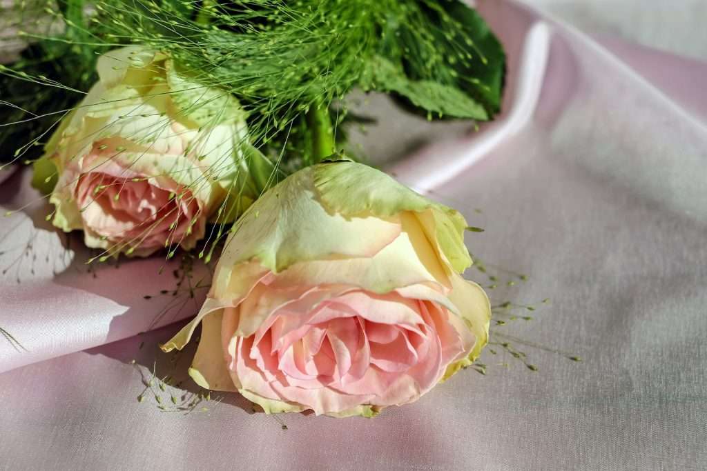 Tweekleurige rozen online puzzel