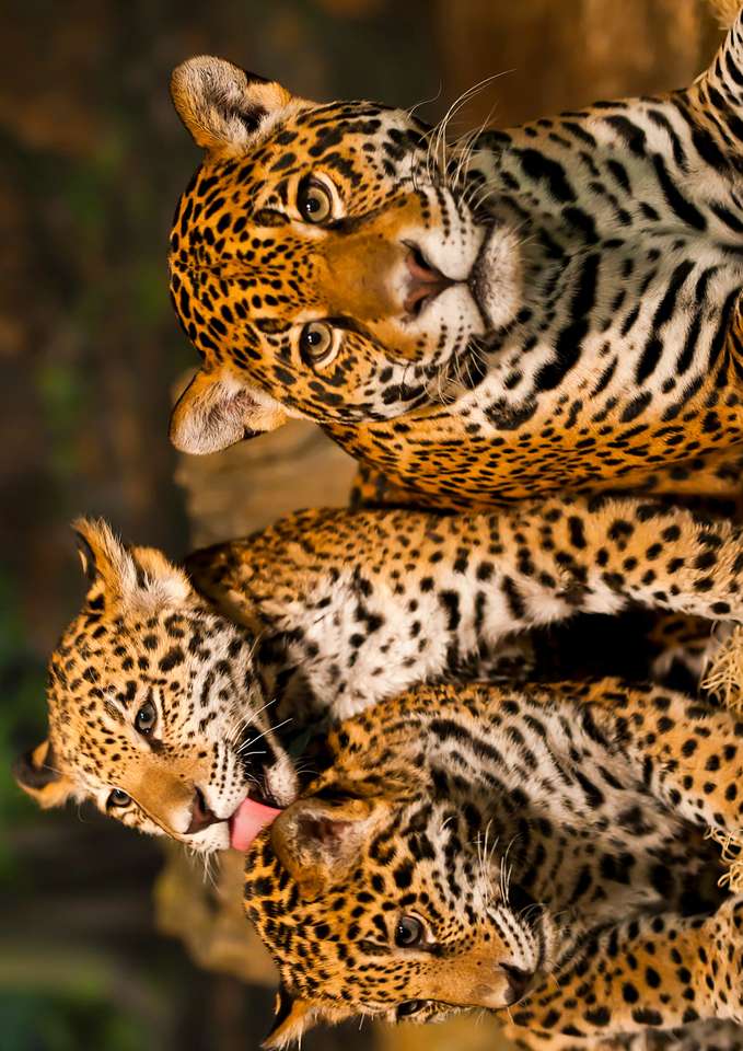 spectacol de jaguar puzzle online