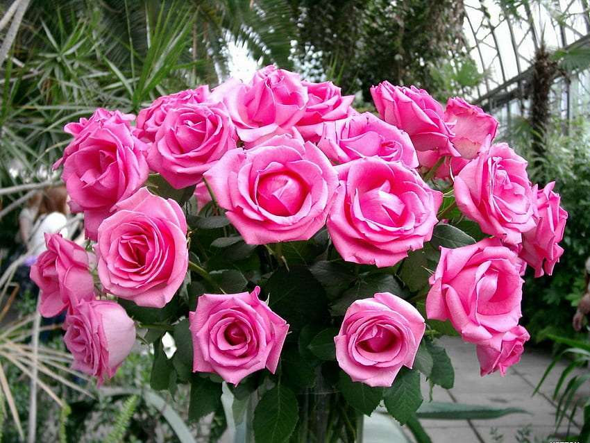 La beauté époustouflante des roses roses :) puzzle en ligne