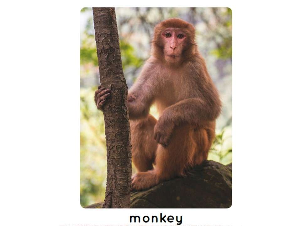 маленькие обезьянки онлайн-пазл