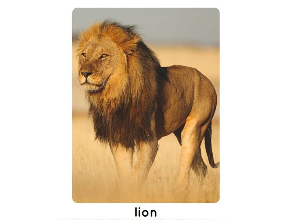 ジャングルのライオン ジグソーパズルオンライン