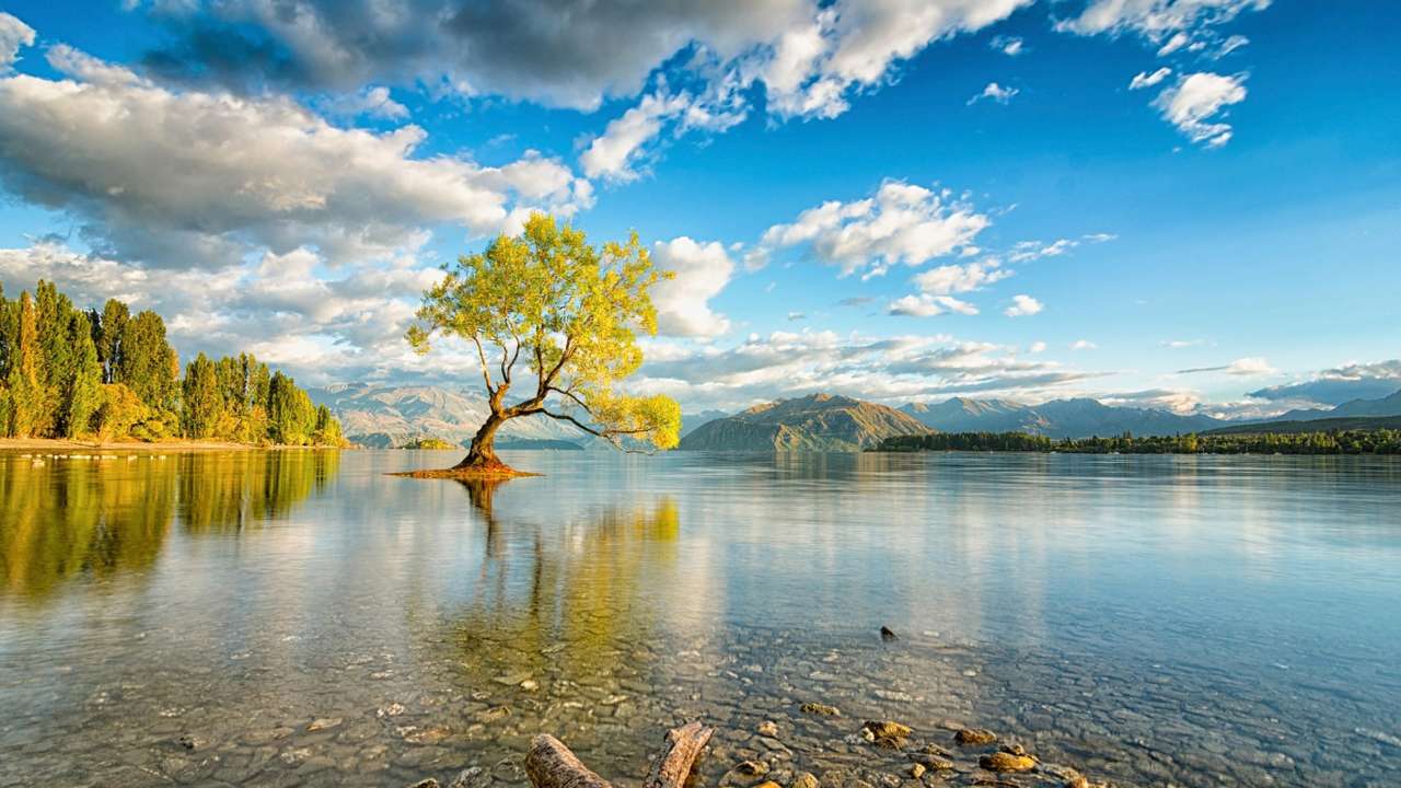 дърво в езерото онлайн пъзел