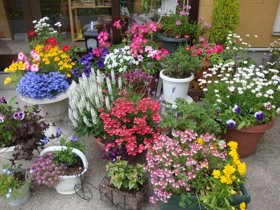 Herfstbloemen voor een bloemenwinkel online puzzel