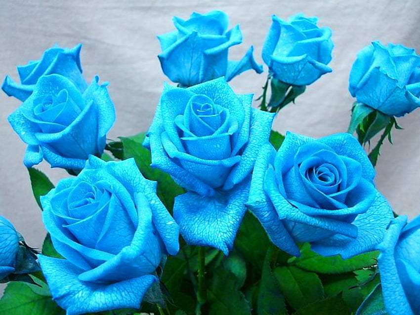 A beleza das rosas azuis, são deliciosas :) puzzle online