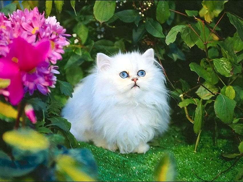 Fehér kék szemű bolyhos szépség :) kirakós online