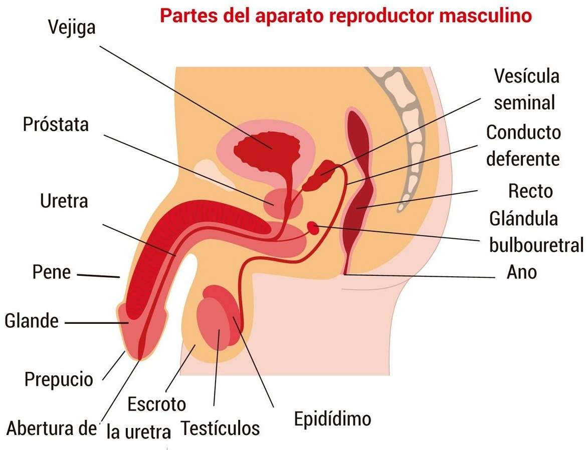 Мъжка репродуктивна система онлайн пъзел
