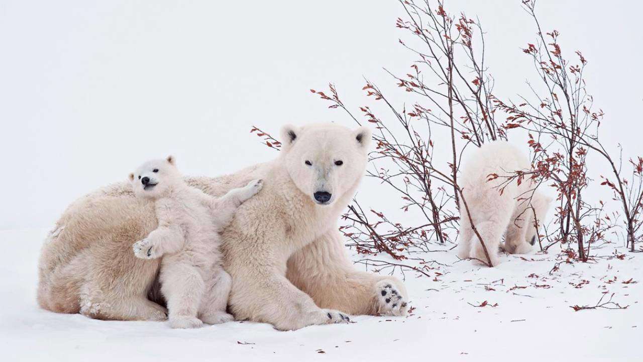 Ursi polari jigsaw puzzle online