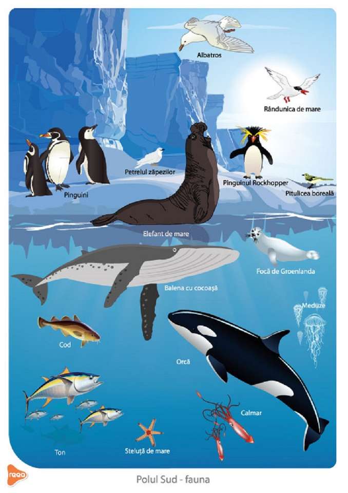 Fauna - Sydpolen pussel på nätet