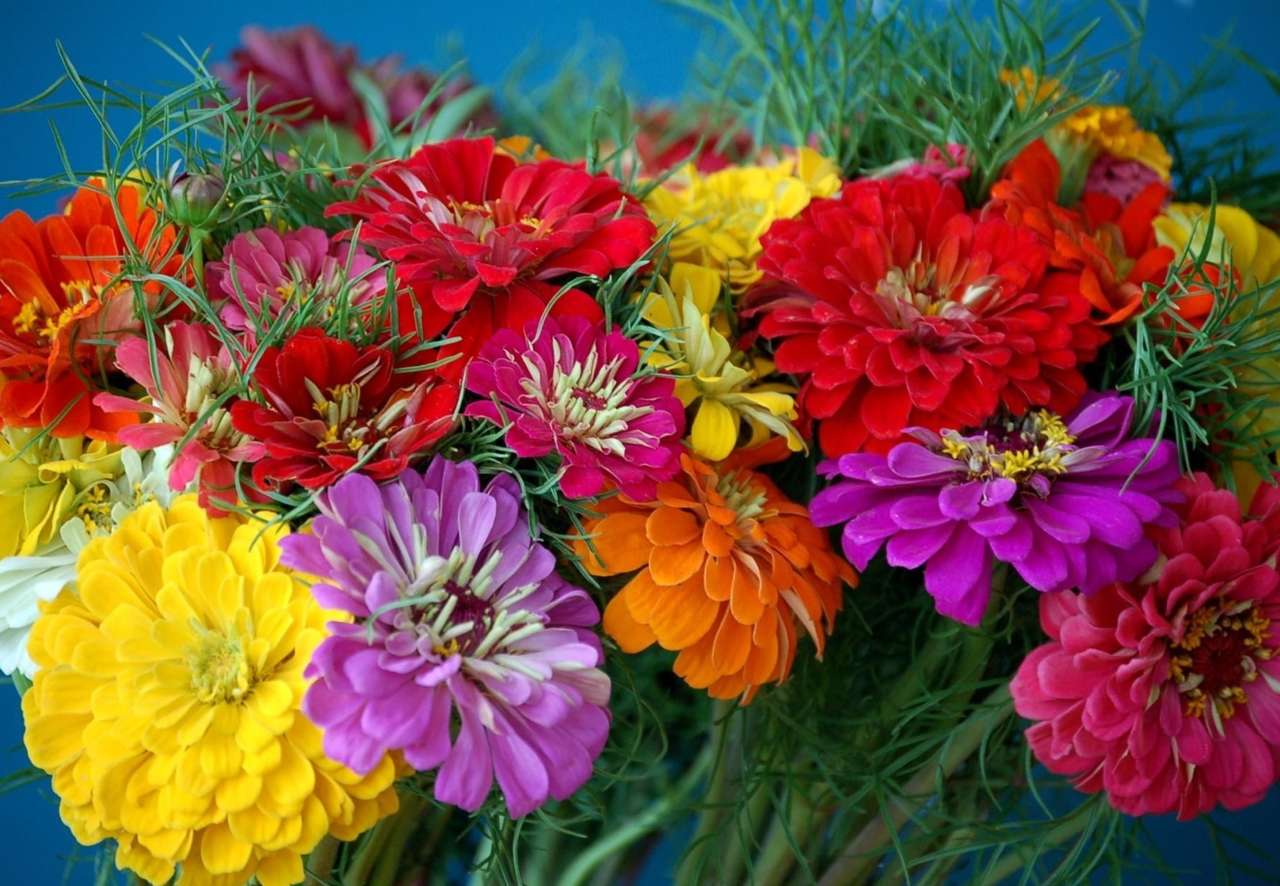 Nádherné cínie v kytici, krása potěší online puzzle