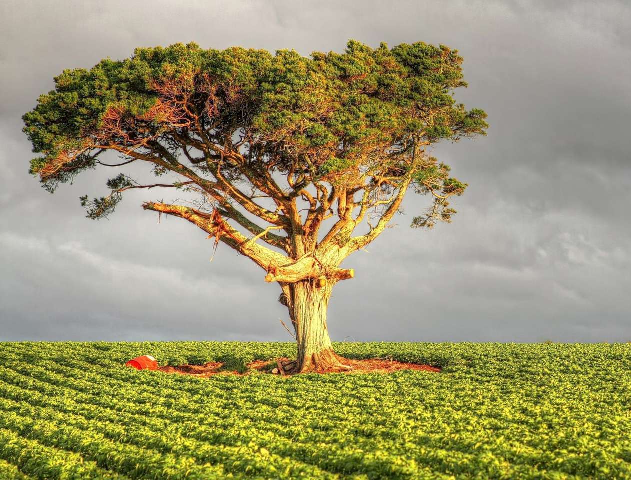 Osamělá stará borovice Pinia - okouzlující pohled skládačky online