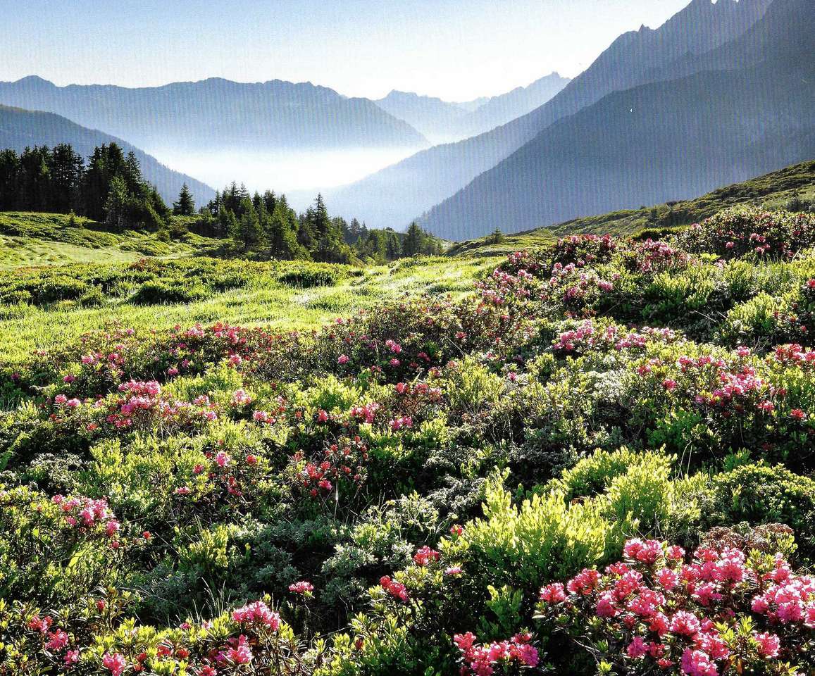 Rosas alpinas rompecabezas en línea