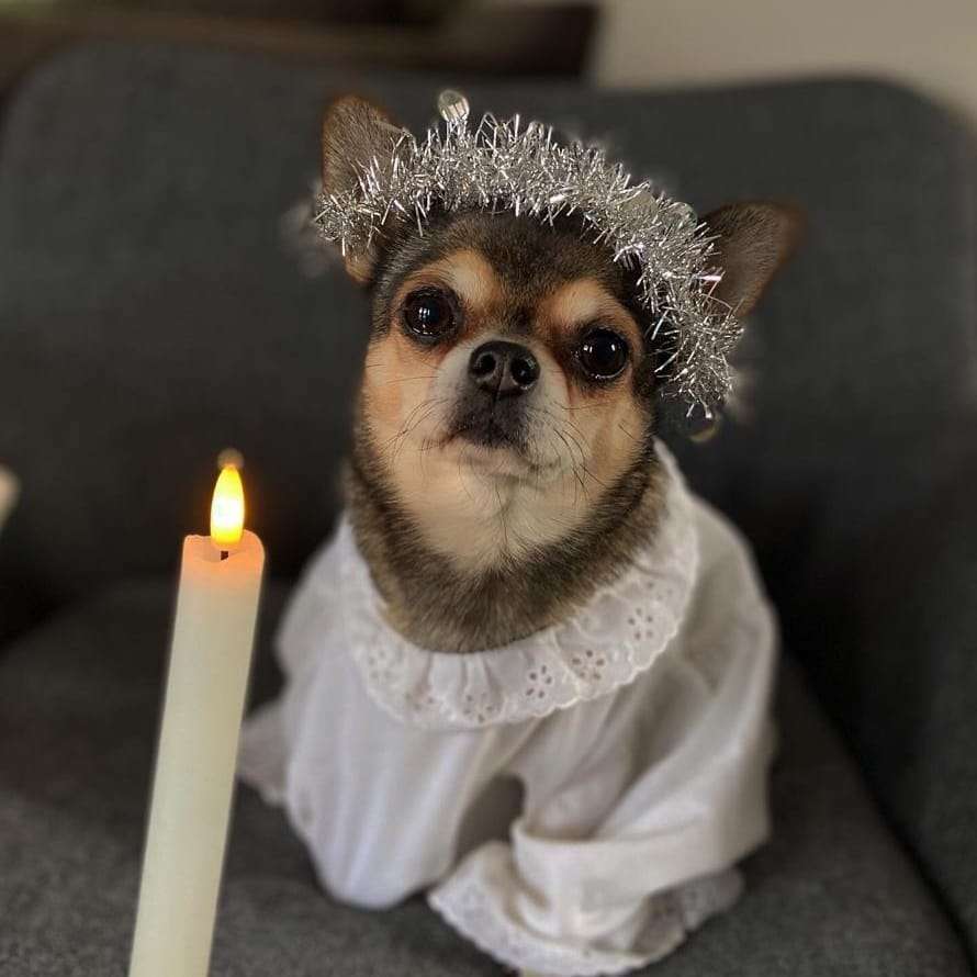 Chihuahua Celebrating Lucia jigsaw puzzle online