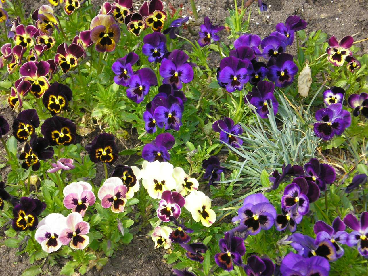 Colorful pansies jigsaw puzzle online