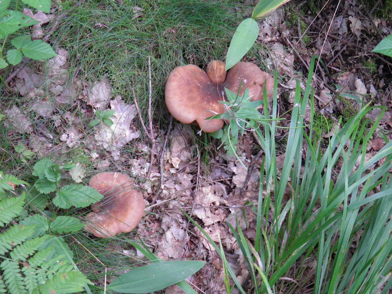 funghi di bosco puzzle online