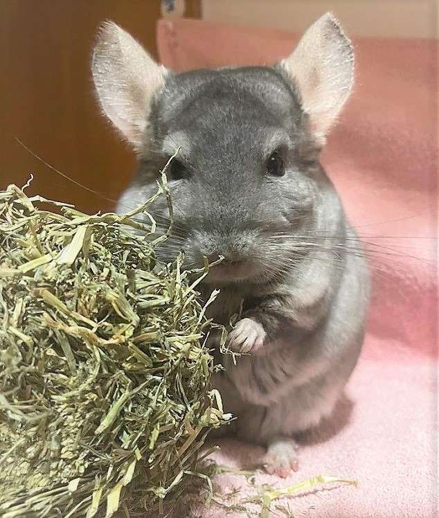 Chinchilla Peppino rolls his ball of hay jigsaw puzzle online