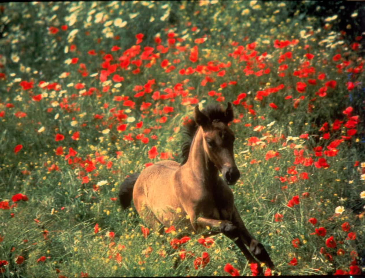 Een paard tussen de bloemen, wat een heerlijk gezicht online puzzel
