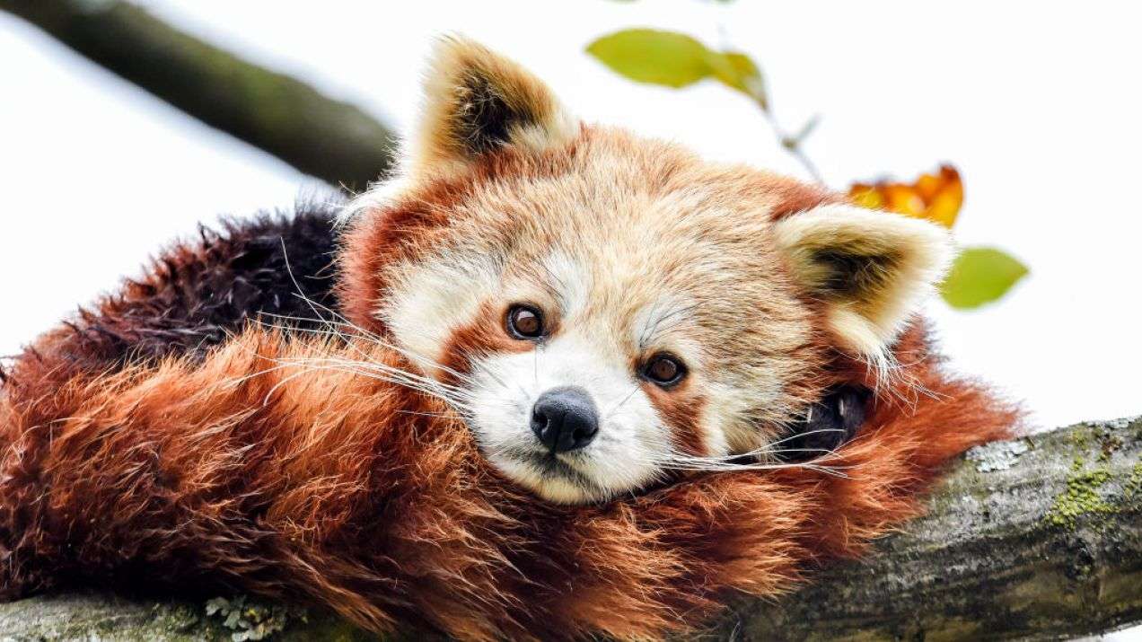 červená panda skládačky online