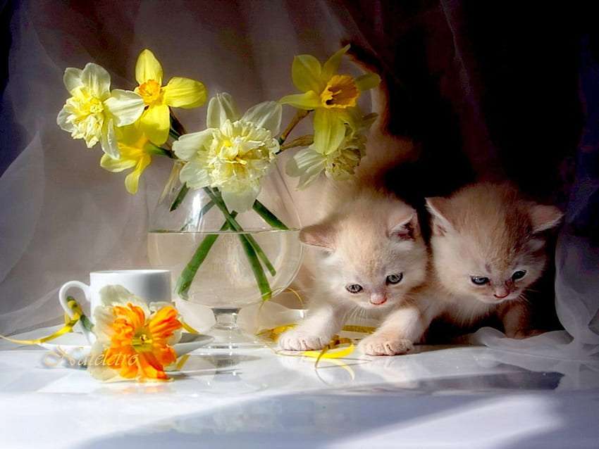 Påskliljor, kattungar, te, söt utsikt Pussel online
