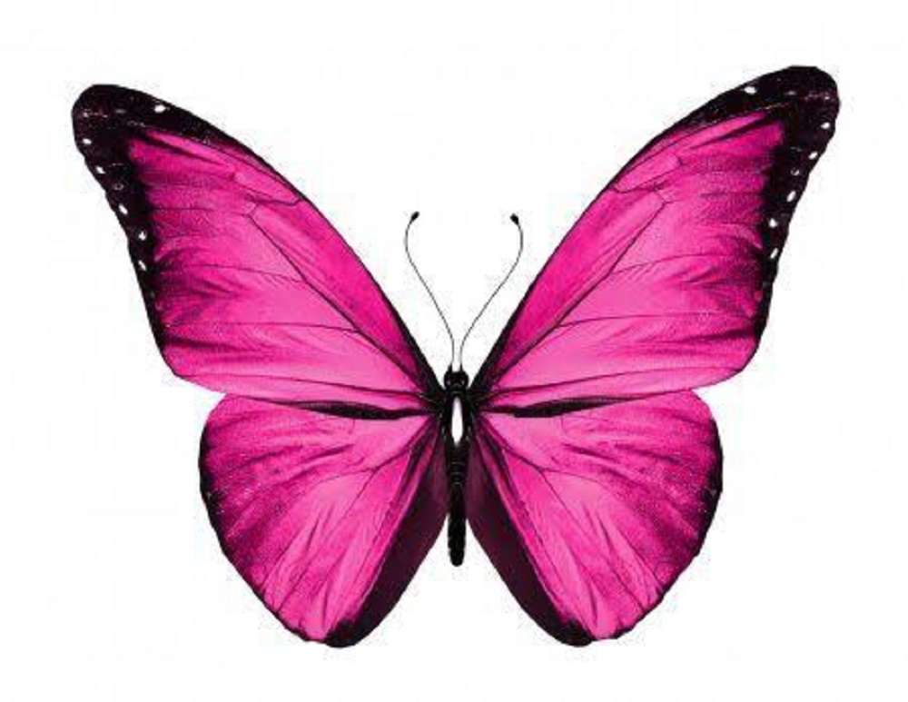 Butterfly. pussel på nätet