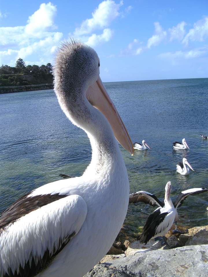 Pelicano australiano quebra-cabeças online