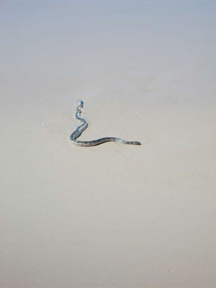 serpente in spiaggia puzzle online