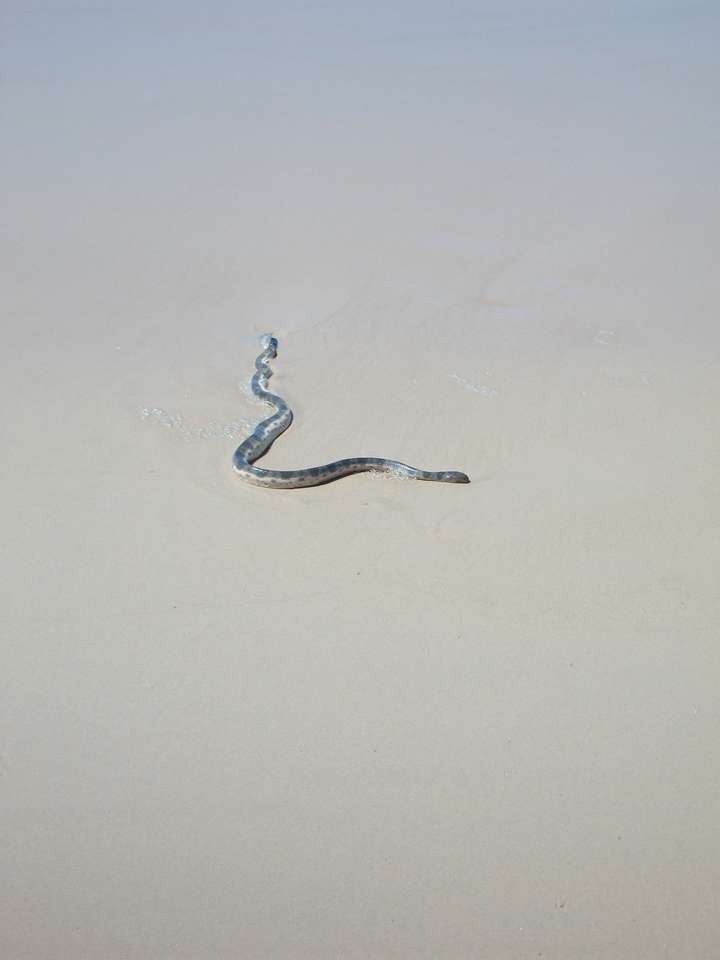 serpiente en la playa rompecabezas en línea