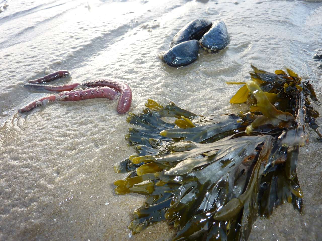морски организми онлайн пъзел