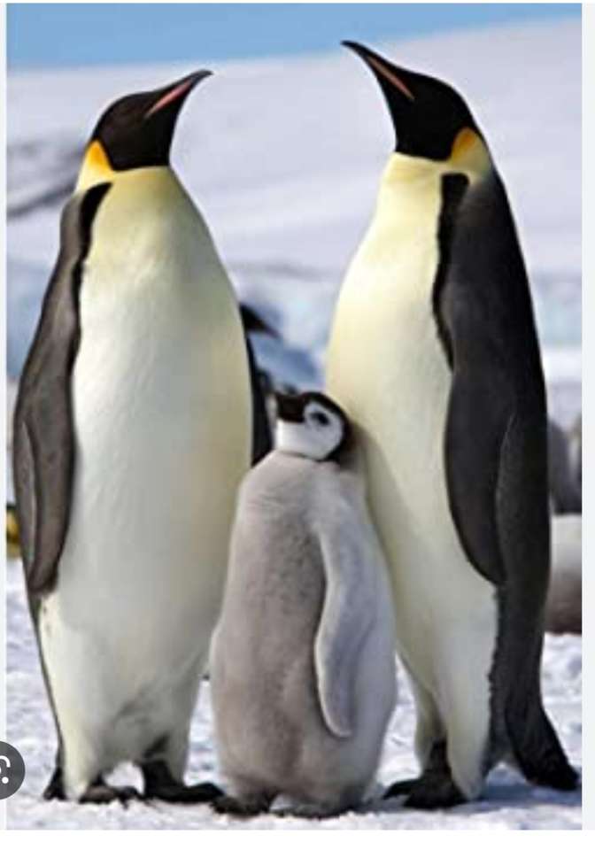 pinguins puzzle online