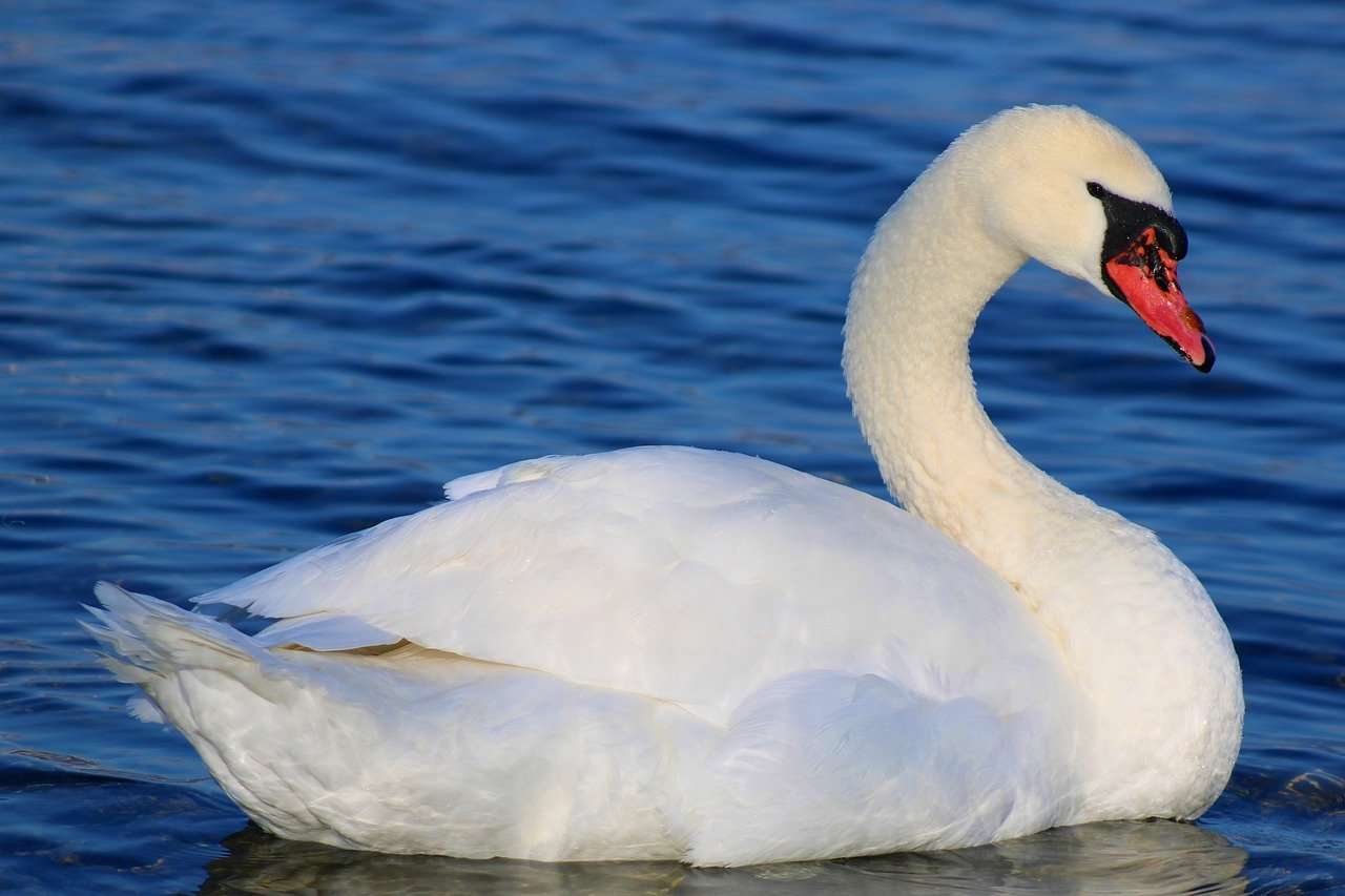White Swan jigsaw puzzle online