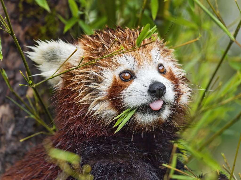 Sällsynt röd panda, sötnos :) Pussel online