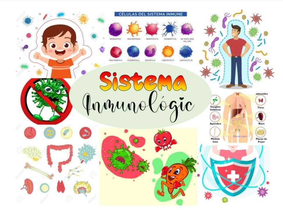 sistema immunitario puzzle online