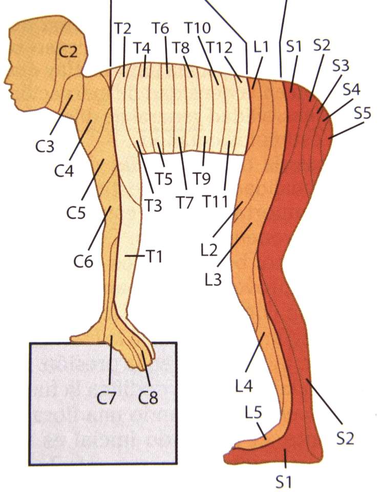 dermatoame de clasă puzzle online